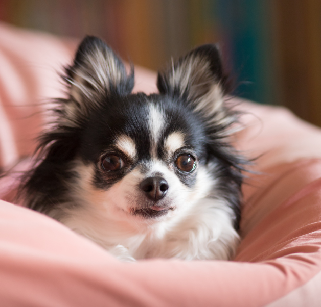 ペットホテルの写真