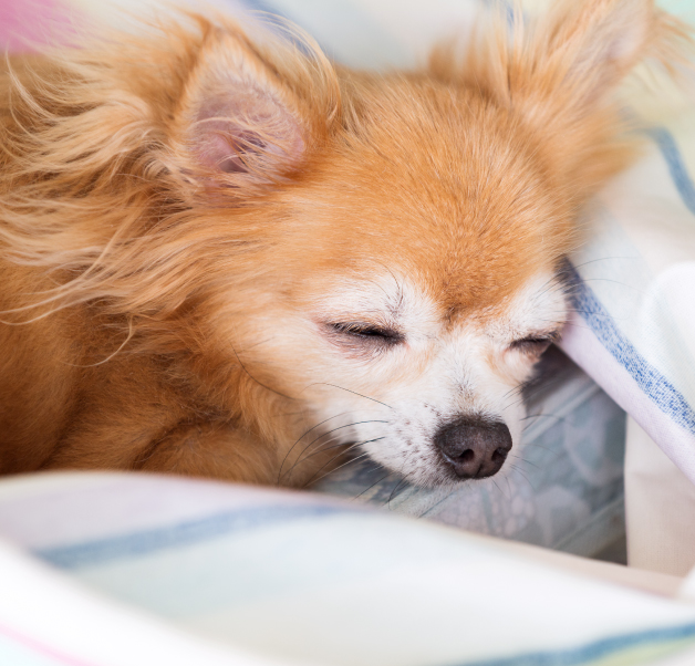 その他の有料サービスの写真