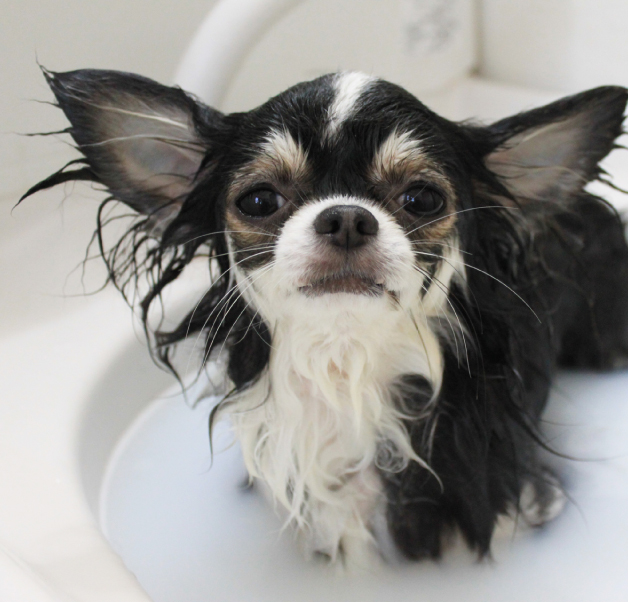 シャンプー＆カットの写真